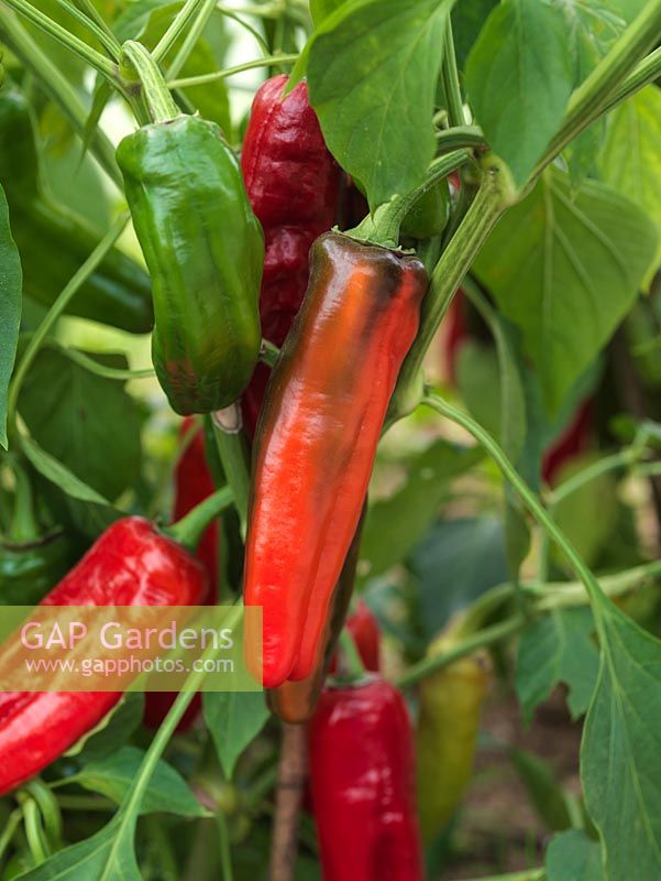 Capsicum annuum 'Peperone Frigitello' bears medium sized, early chillies - green maturing to red, sweet and thick fleshed with medium heat. Originating from Italy.