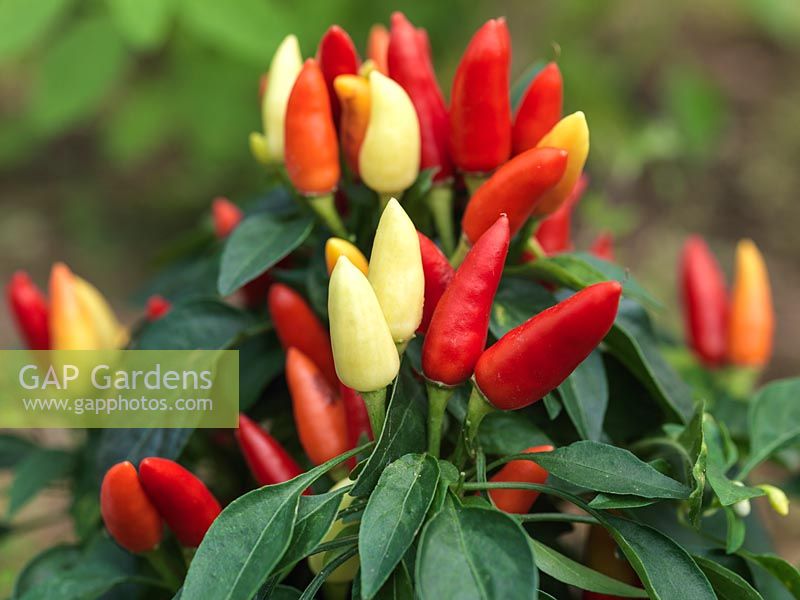 Capsicum annuum 'Starburst' bears lots of small, upright, stubby red and yellow hot chillies.