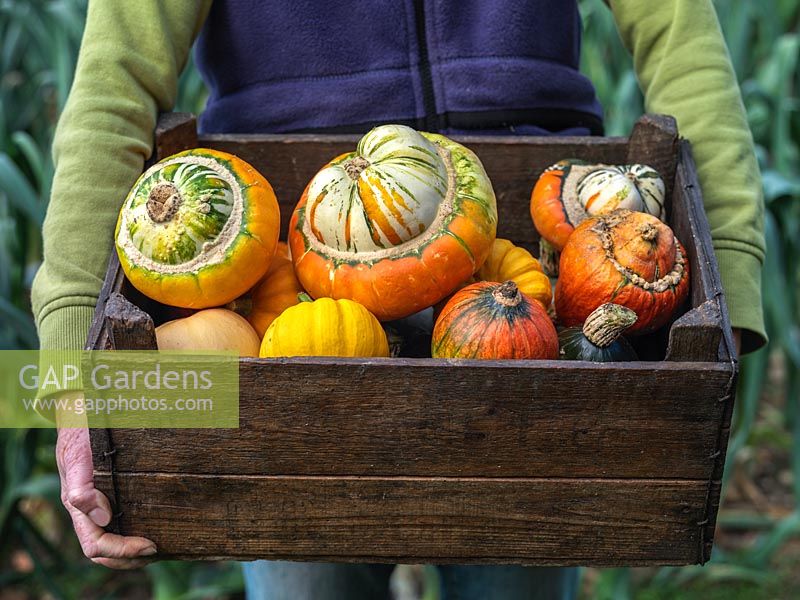 Wooden box of freshly picked winter squashes - Crown Prince, Uchiki Kuri, Turk's Turban, Jack be Little, Harrier, Table Ace, Little Gem.