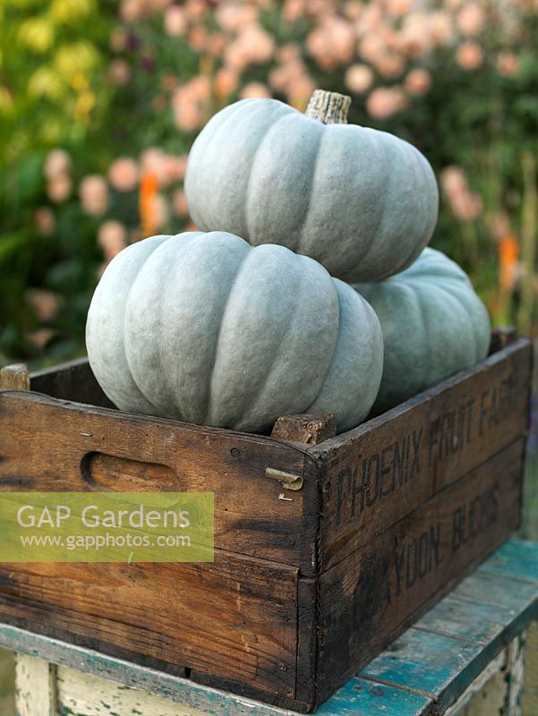 Freshly picked winter squashes - 'Crown Prince'.