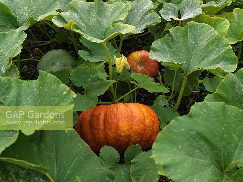 Winter squash 'Rouge Vif d'Etampes', an old French heirloom variety