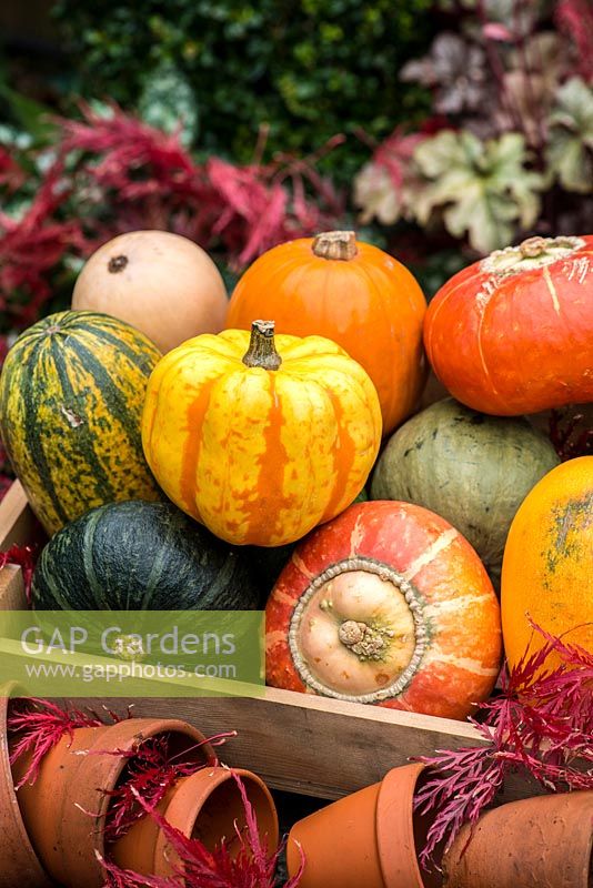 Pumpkins and squashes in wooden box in autumn.