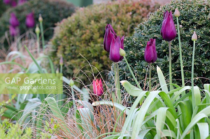 Tulipa 'Havran' with Carex testaceae, Taxus baccata balls and Tulipa 'Couleur Cardinal' in background