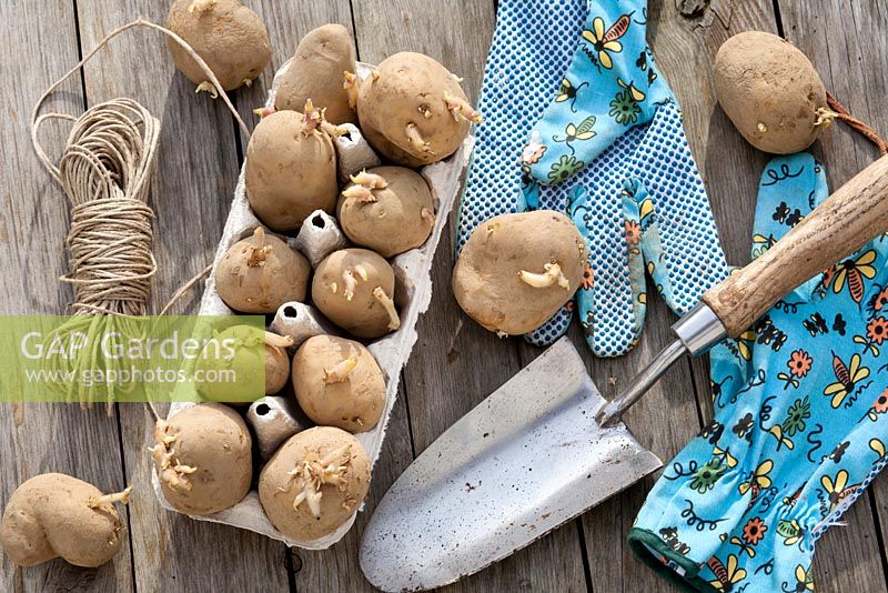 Display of chitting potatoes Solanum tuberosum 'Marabel' and planting tools on a wooden table.