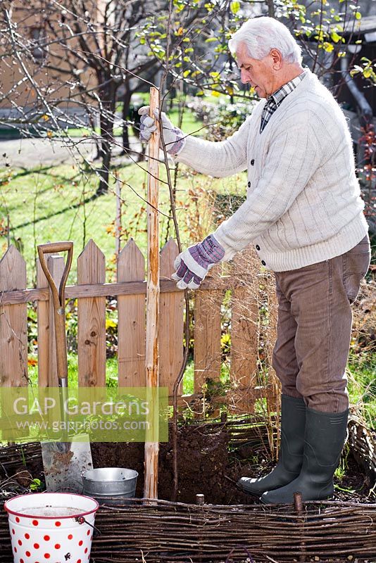 Planting plum tree in raised bed. Placing bare rooted fruit tree into a hole.