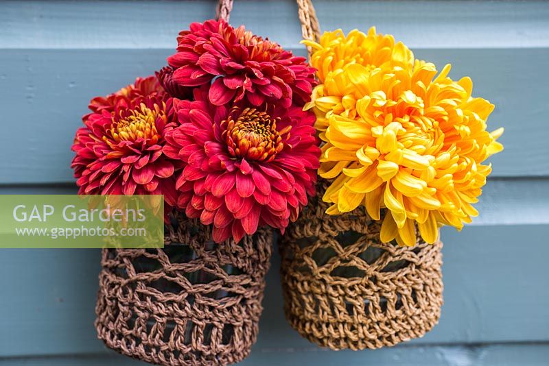 Chrysanthemum cuttings sat in glass jars, hanging against a blue shed in woven Raffia baskets