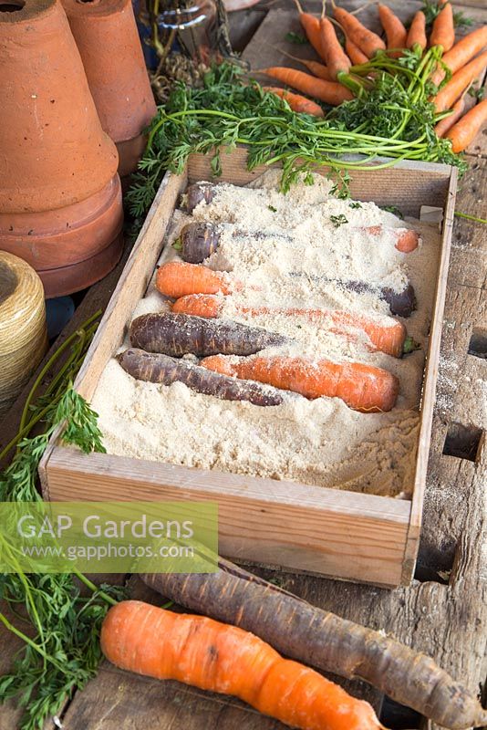 Storing Root Vegetables - Two different types of Carrots being stored in sand, within a wooden crate