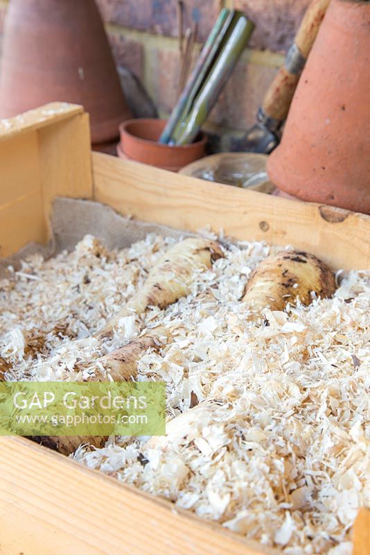 Storing Root Vegetables - Parsnips being stored in a wooden crate, covered in sawdust