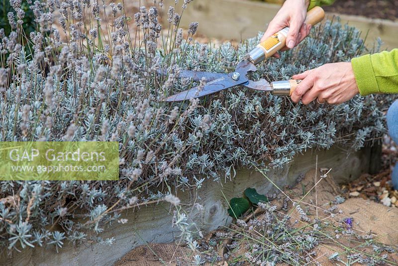 Cutting back Lavender in a raised bed