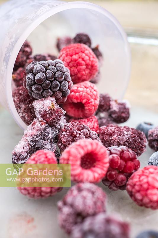 Frozen Summer Fruits. Plastic containers full of frozen foraged berries. Featuring Blueberries - Vaccinium, Raspberries and Blackberries - Rubus fruticosus