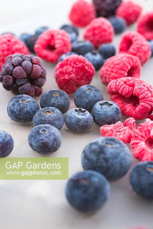 Frozen Summer Fruits. Variety of frozen foraged berries. Featuring Blueberries - Vaccinium, Raspberries and Blackberries - Rubus fruticosus