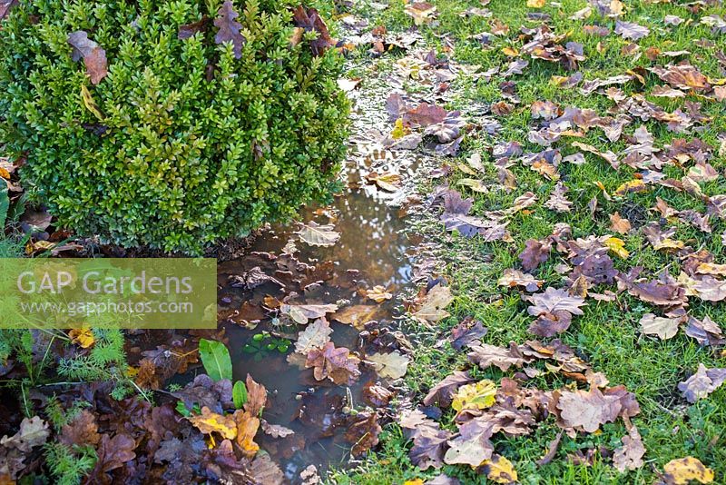 Waterlogged garden border with scattered autumnal leaves and Buxus sempervirens