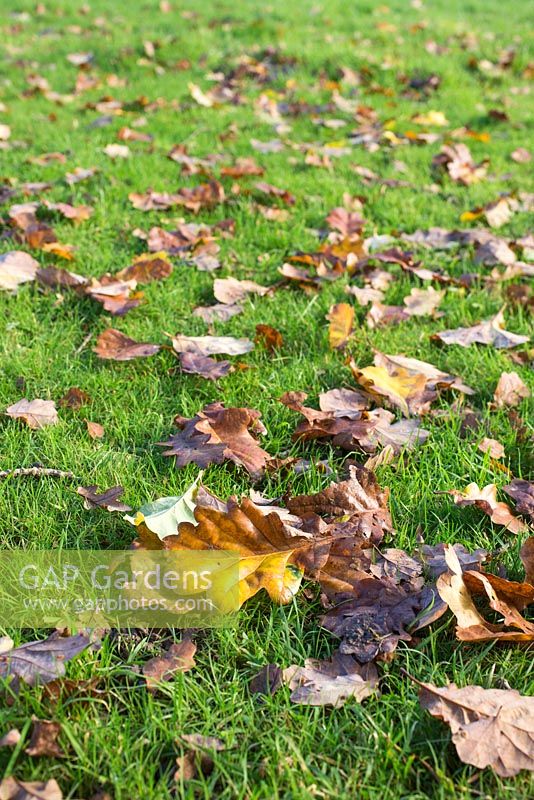 Quercus leaves scattered on a garden lawn