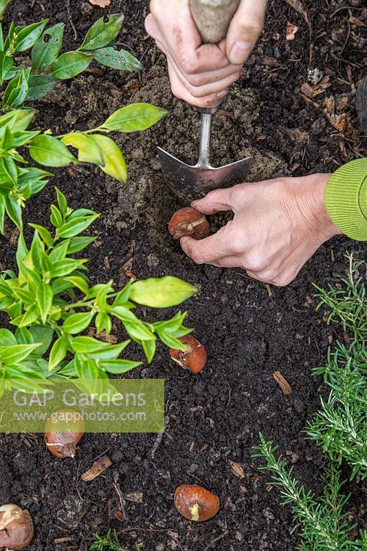 Woman planting Tulipa 'Ballerina' bulbs in a garden border, using a hand trowel