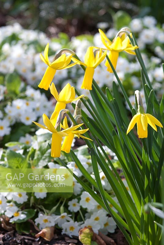Narcissus 'Rapture' with Primula vulgaris 'Taigetos'