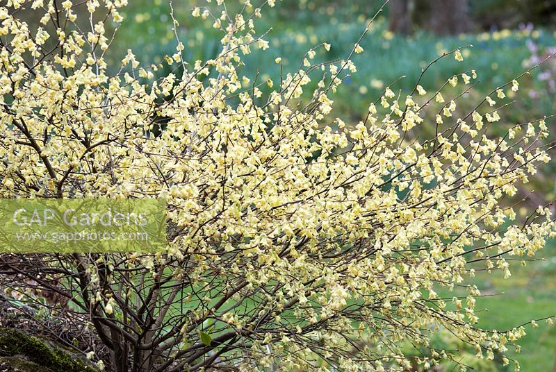 Oemleria cerasiformis in spring