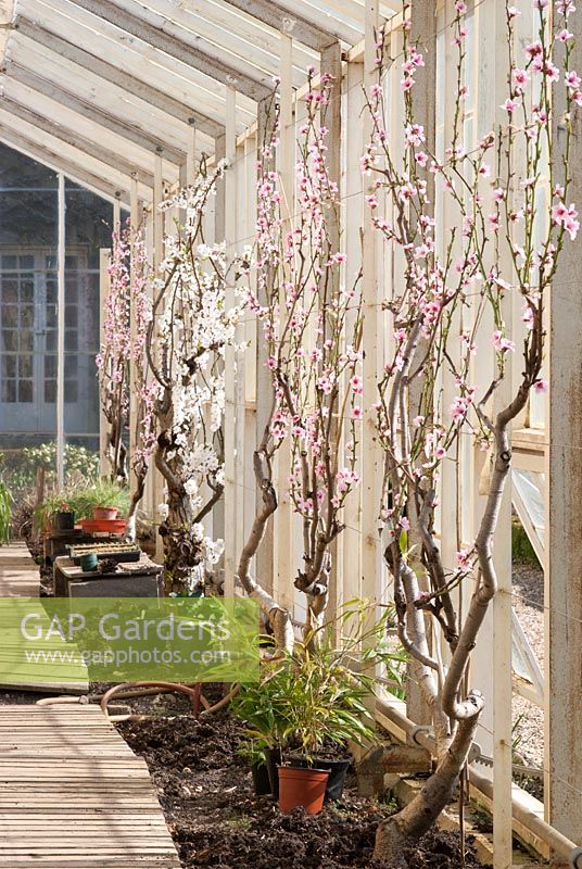 Selection of Peach trees in the glasshouse at Forde Abbey, Somerset