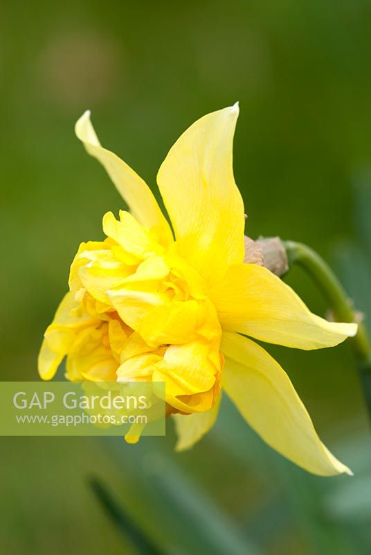 Narcissus x odorus 'Plenus'
