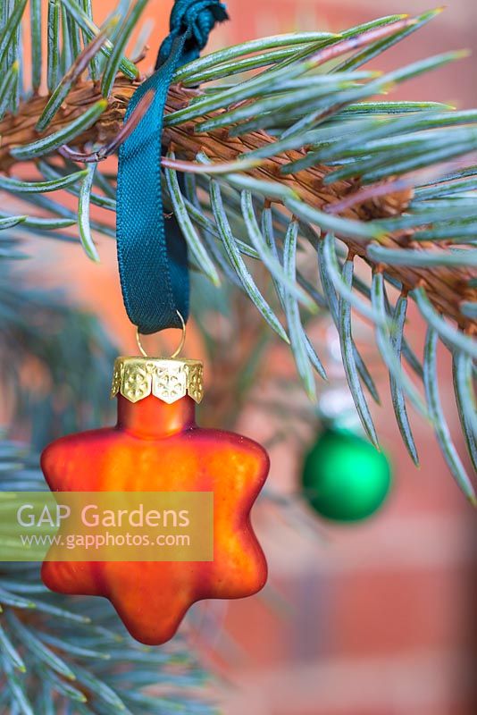 Orange star shaped bauble hanging on Picea pungens 'Hoopsii'