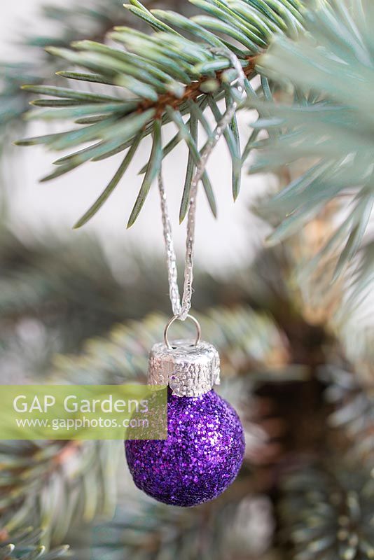 Purple sparkly bauble hanging on Picea pungens 'Hoopsii'