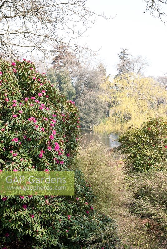 View to lake in distance with pink Rhododendron - Forde Abbey, Somerset