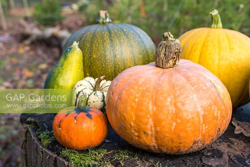 A variety of Pumpkins on a wooden stump. 'Hundred Weight' and 'Sweet Dumpling'
