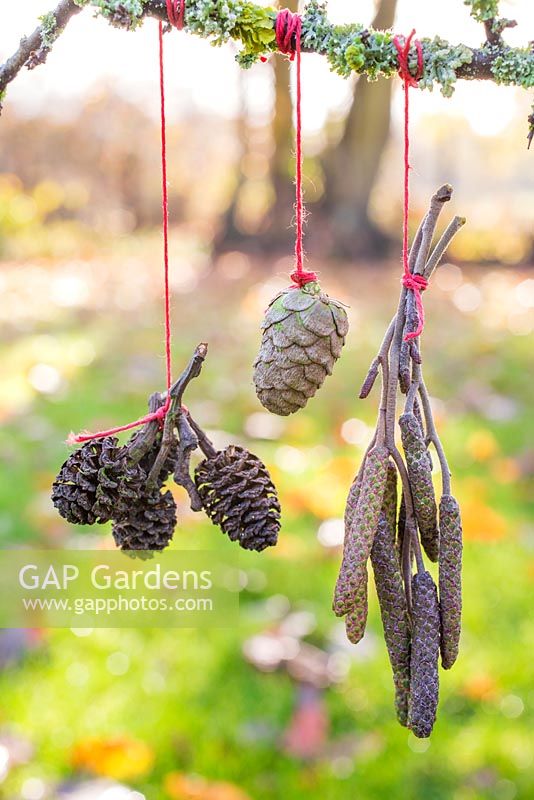 Alder cones, Catkins and a Larch cone hanging from a Larch branch