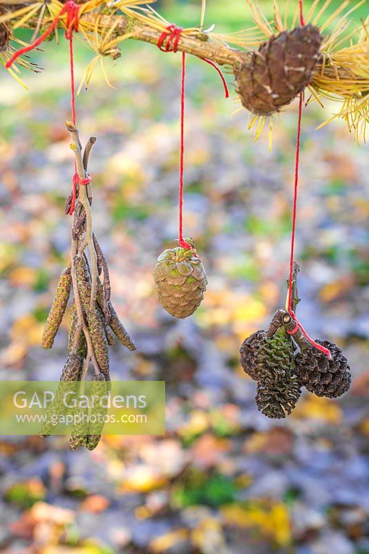 Alder cones, catkins and a larch cone hanging from a larch branch