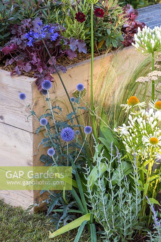 Border planting of Echinops ritro 'Veitch's Blue', Agapanthus 'Back in Black', Agapanthus 'White Heaven', Echinacea purpurea 'White Swan', Lavender and Stipa tenuissima, beside a raised bed containing Heuchera 'Midnight Rose'. Garden - A Space to Connect and Grow. 