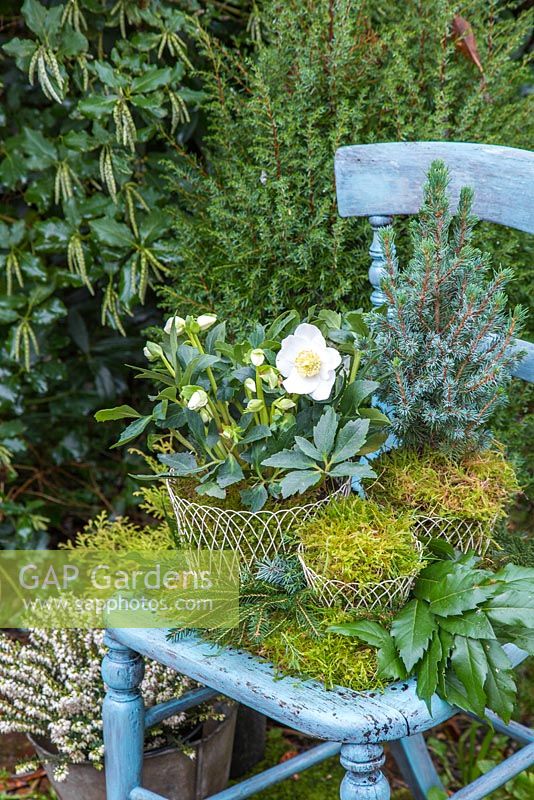 Helleborus niger 'HGC Wintergold' Helleborus Gold Collection, Picea pungens and Moss planted in wire containers, sat on a vintage blue chair with Lithocarpus foliage