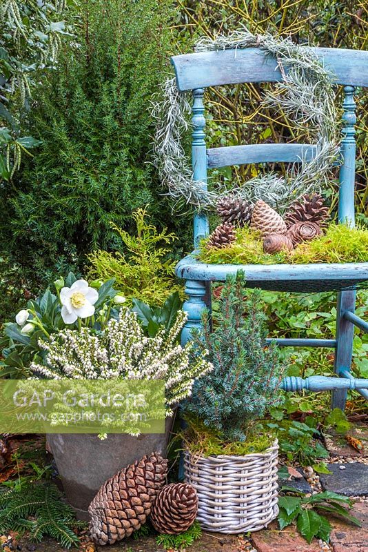 Floral display of Erica - Heather, Picea pungens, Helleborus niger 'HGC Wintergold' Helleborus Gold Collection, a Helichrysum italicum wreath and pine cones, with a vintage blue chair