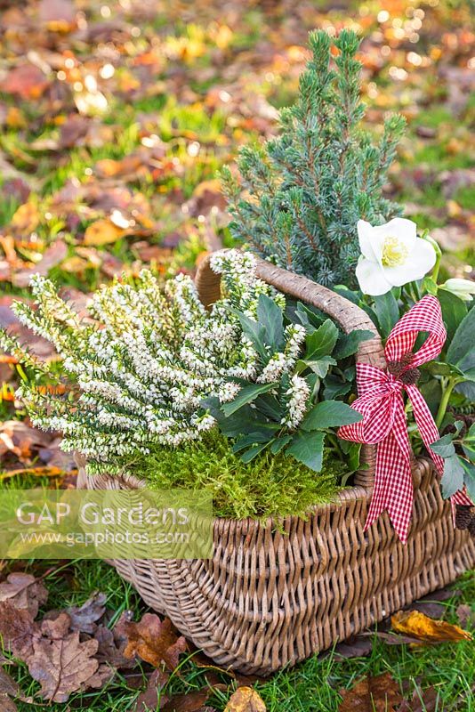 Wicker basket planted with Helleborus niger 'HGC Wintergold' Helleborus Gold Collection, Picea pungens, Erica - Heather and moss, on a garden lawn with autumnal leaves.
