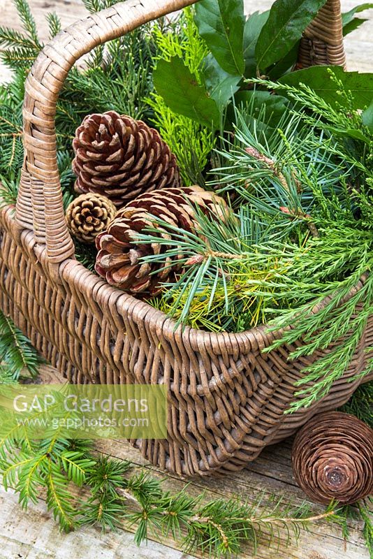 Display of Pine cones, Larch, Yew and Evergreen foliage in wicker basket