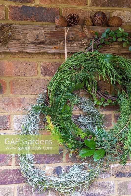 Mixed Evergreen Wreath hanging on a rustic tool rack, accompanied with a Helichrysum italicum wreath. Foliage contains Sequoiadendron giganteum, Pinus, Larch and Ilex aquifolium