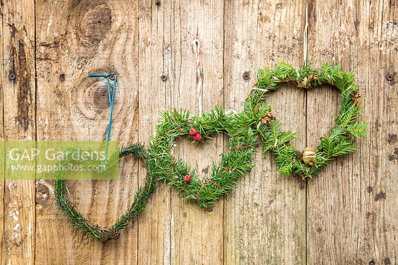 Mixed evergreen hearts hanging on a wooden door. Taxus baccata and Pinus