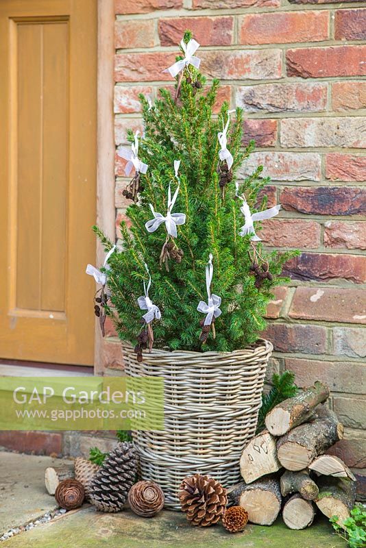 Picea glauca var. albertiana 'Conica' in a wicker basket, with hanging decorations made of white ribbon, alder cones and catkins
