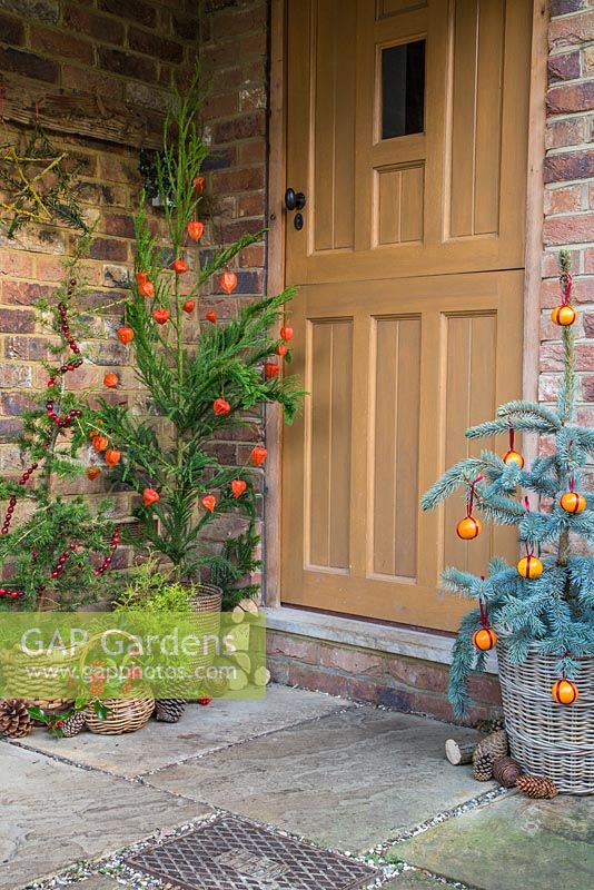 Christmas trees decorated with Clementines, Physalis and Cranberries. Picea pungens 'Hoopsii', Picea and Cedrus libani