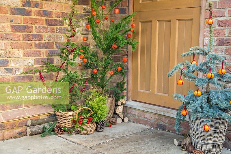 Christmas trees decorated with clementines, physalis and cranberries. Picea pungens 'Hoopsii', picea and cedrus libani