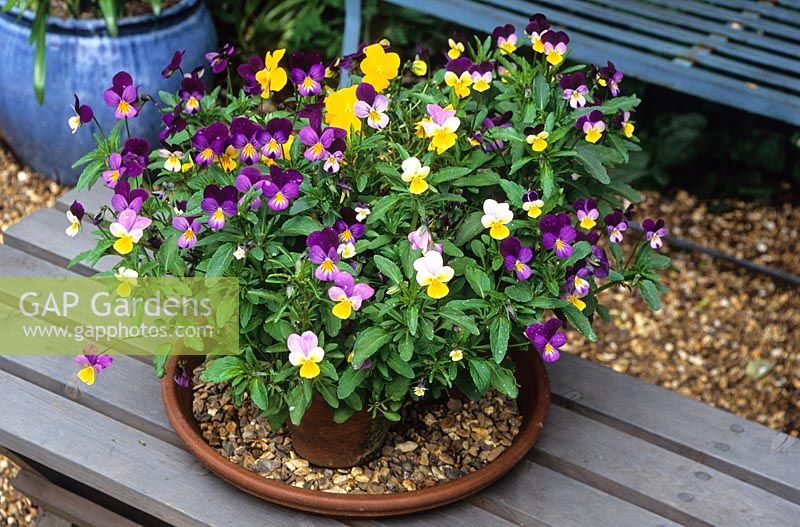 Pot of assorted violas on a bench