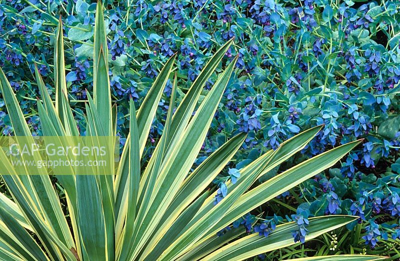 Cerinthe major 'Purpurascens' - Honeywort with Yucca gloriosa 'Variegata' AGM - Variegated Spanish dagger