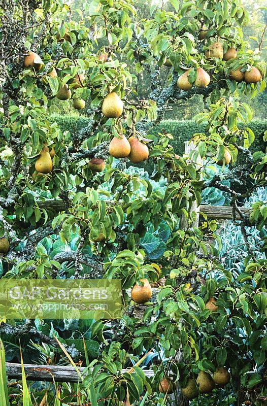 Pyrus communis 'Doyenne du Comice' AGM. Pears in the high garden at Great Dixter