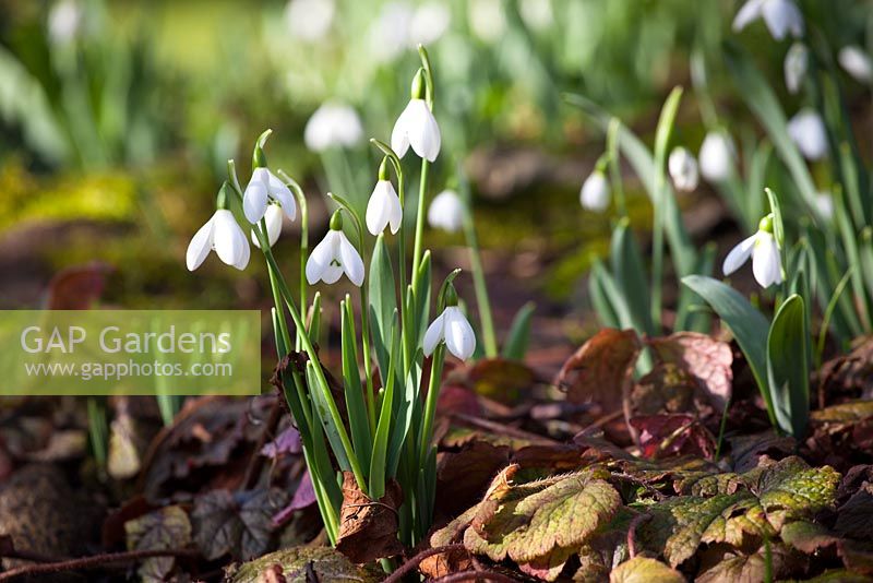 Galanthus nivalis - Snowdrops pushing through leaves at the base of the horsechestnut tree. 