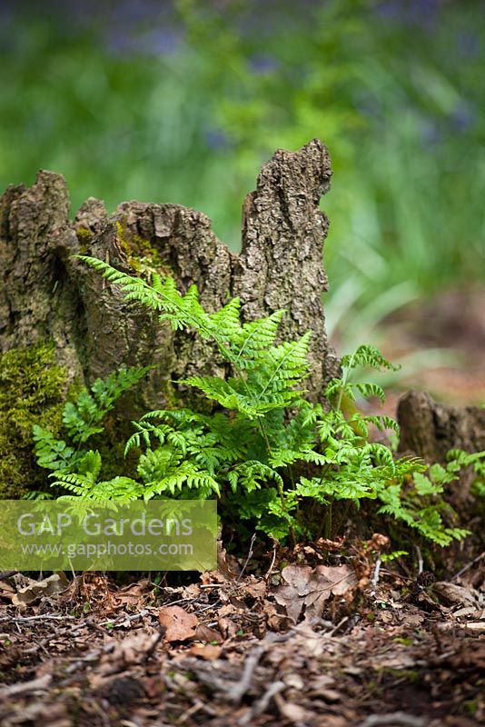 Dryopteris dilatata - Broad Buckler-fern growing wild in a woodland. 