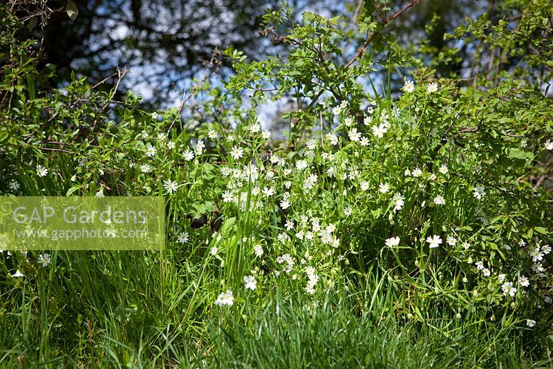Stellaria holostea - Greater Stitchwort growing in a hedgerow. 