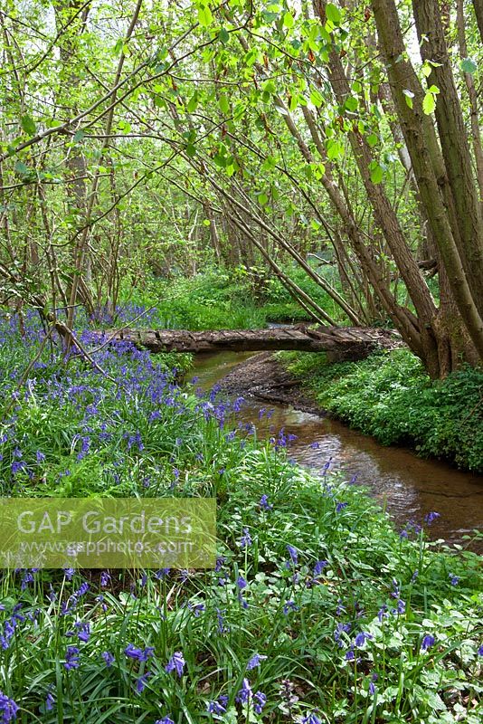 Hyacinthoides non-scripta. Bluebells growing by a stream in a wood in Kent. 