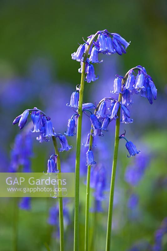 Hyacinthoides non-scripta - Bluebell growing wild in a wood.