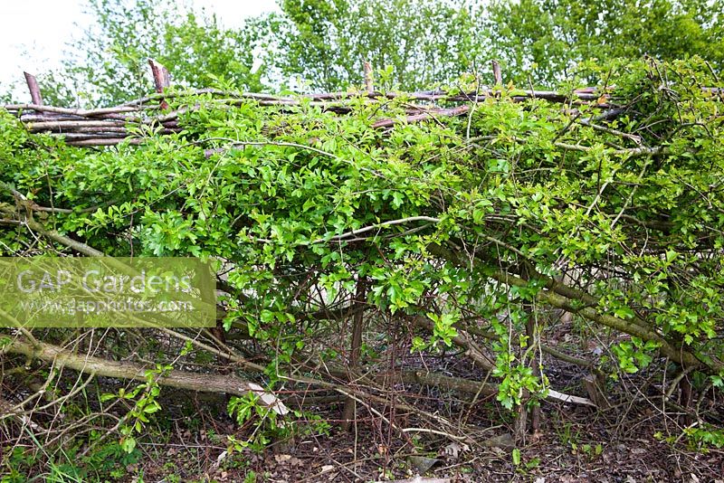 Crataegus momogyna - Layed hawthorn hedge.