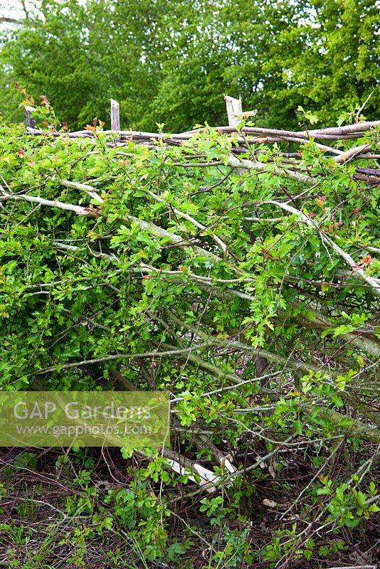 Crataegus momogyna - Layered hawthorn hedge. 