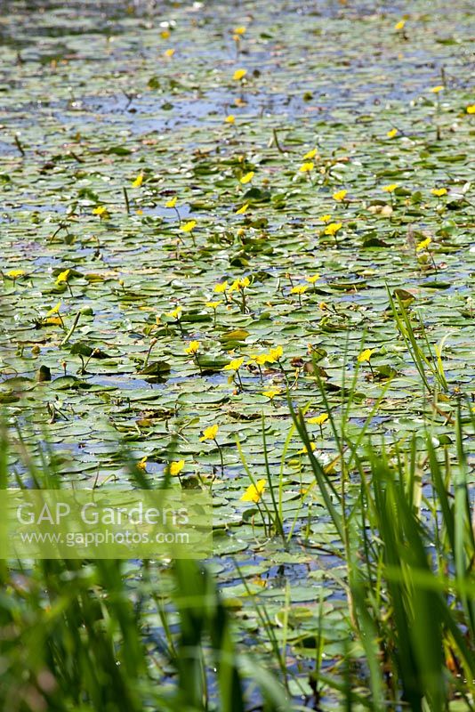 Fringed water-lily in a natural wildlife friendly pond. Nymphoides peltata