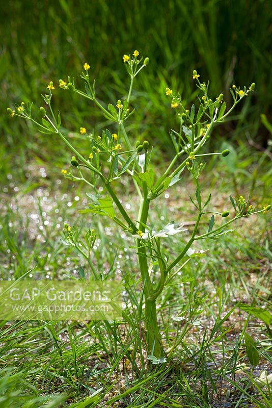 Ranunculus sceleratus - Celery-leaved buttercup.